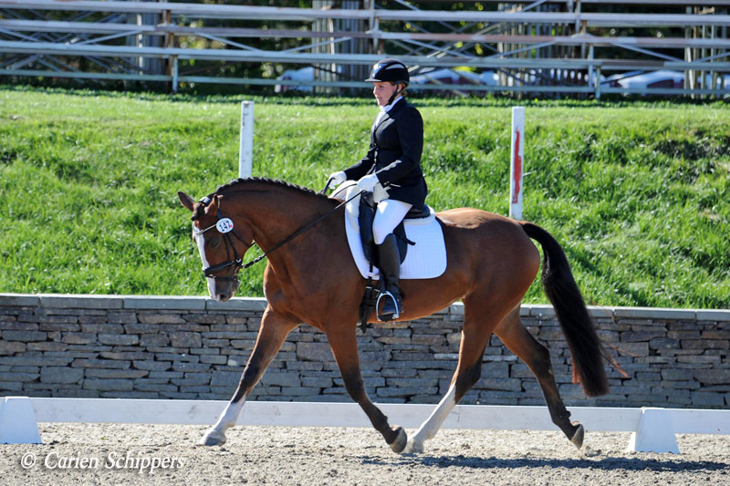 Successful Dressage Mare For Sale